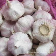 New Crop Chinese Fresh White Garlic in Jinxiang